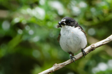 Thumbnail of Pied Flycatcher